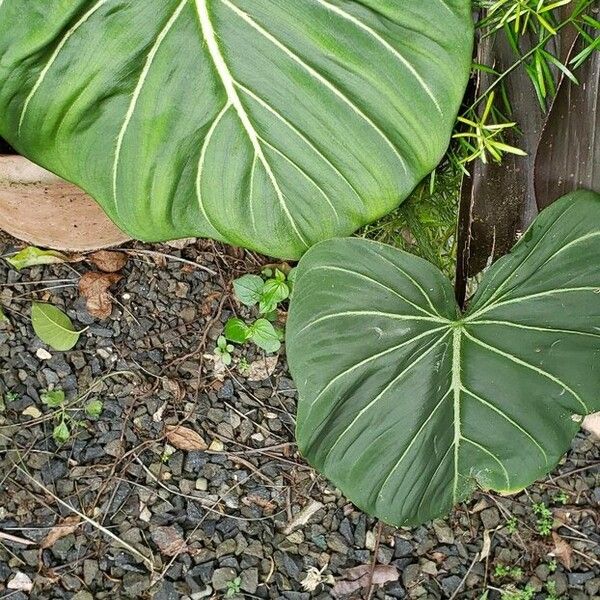 Philodendron gloriosum Foglia