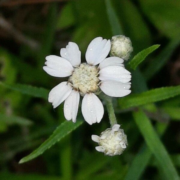 Achillea ptarmica Kvet