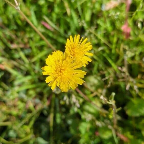 Crepis sancta Flower