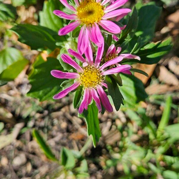 Callistephus chinensis Bloem