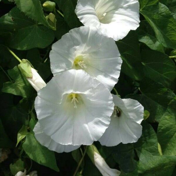 Convolvulus sepium Flor