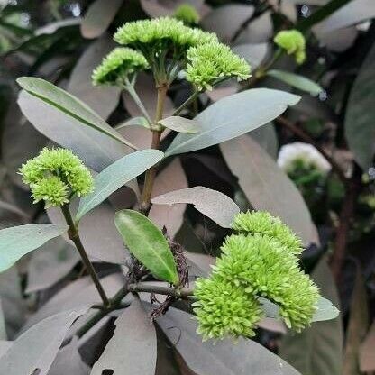 Ixora finlaysoniana Λουλούδι