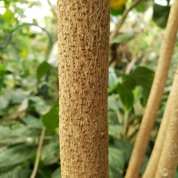 Tilia americana പുറംതൊലി