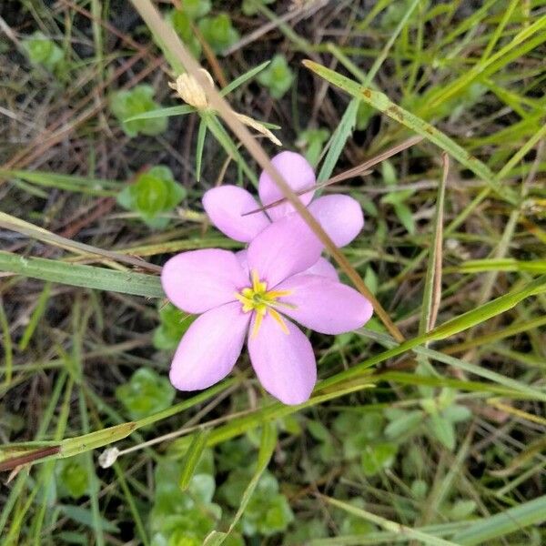 Sabatia angularis Blomst