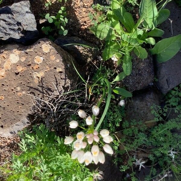 Allium roseum Blodyn