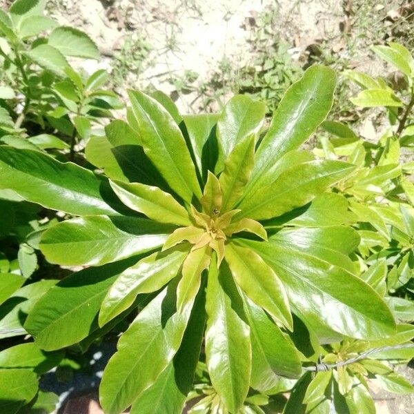 Pereskia grandifolia Leaf