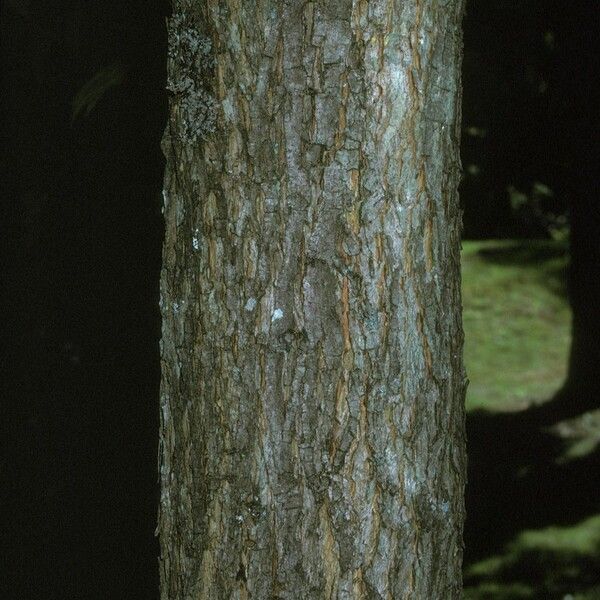 Carya illinoinensis Žievė