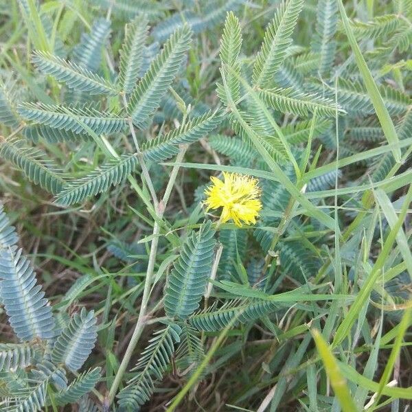 Neptunia pubescens Lorea