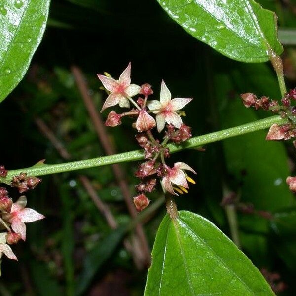 Ayenia aculeata Anders