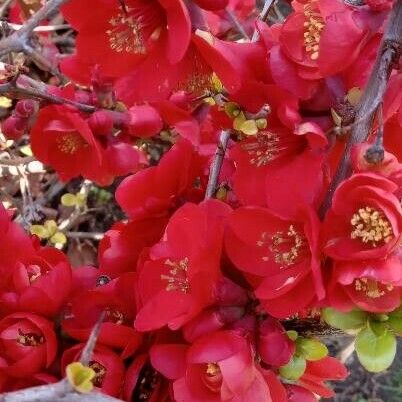 Chaenomeles × superba Flors