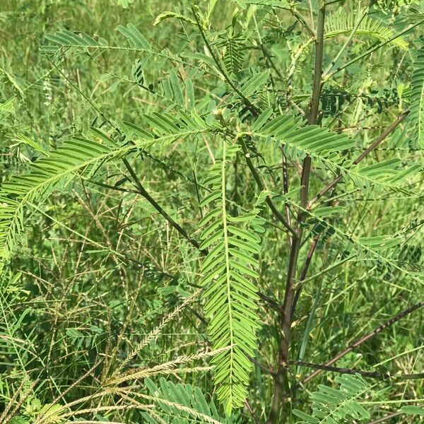 Sesbania cannabina ᱛᱟᱦᱮᱸ