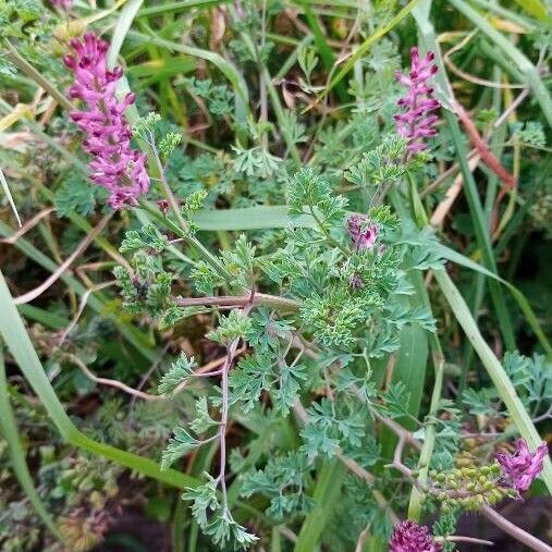 Fumaria officinalis Žiedas