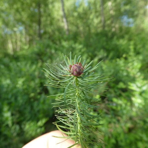 Euphorbia cyparissias 树皮