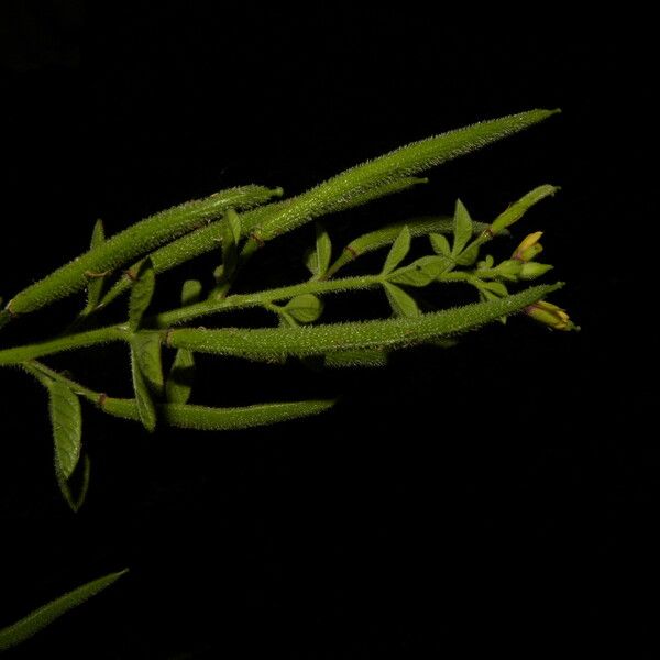 Cleome viscosa Plod