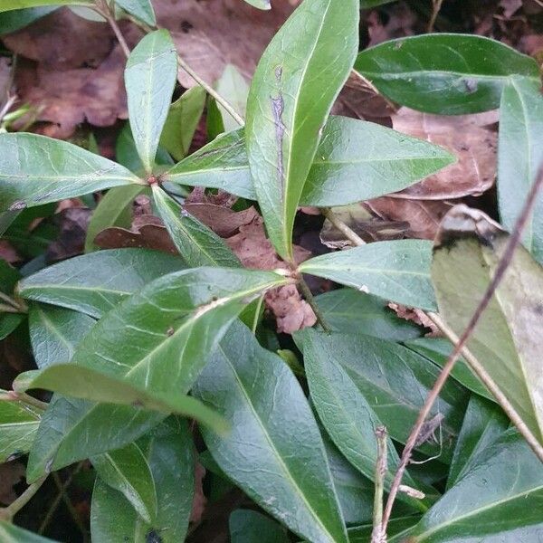 Vinca minor Leaf