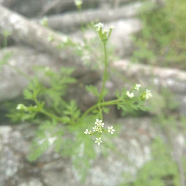 Chaerophyllum tainturieri ᱵᱟᱦᱟ