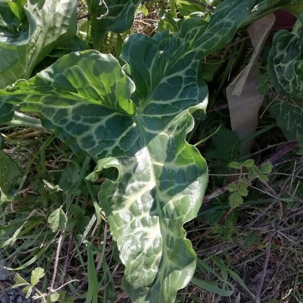 Arum italicum Leaf