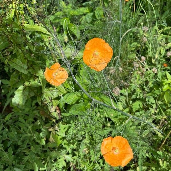 Papaver atlanticum Květ