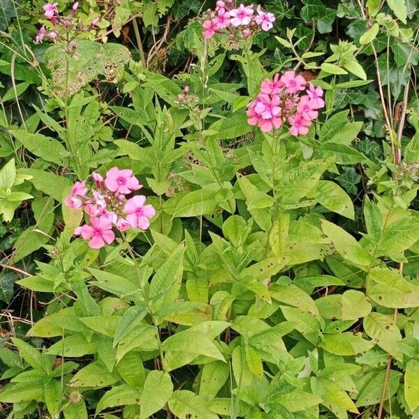 Phlox paniculata Хабит