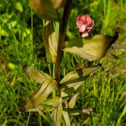 Castilleja parviflora ഇല