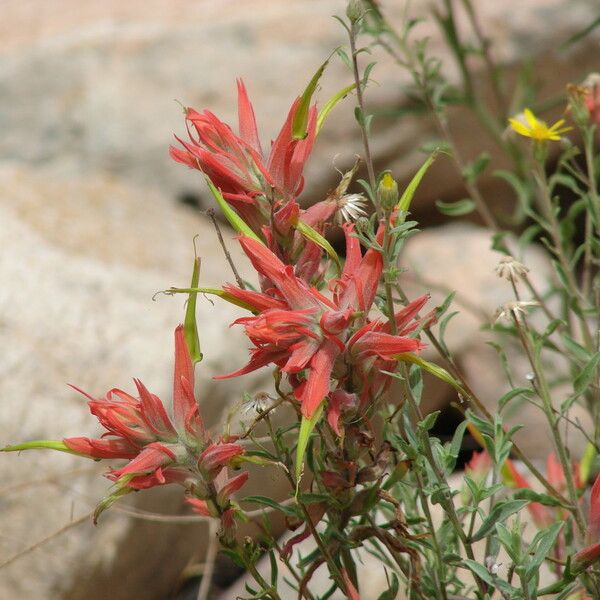 Castilleja tenuiflora Virág