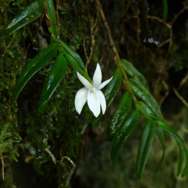 Angraecum ramosum Цветок