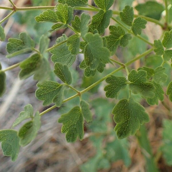 Thalictrum minus 整株植物