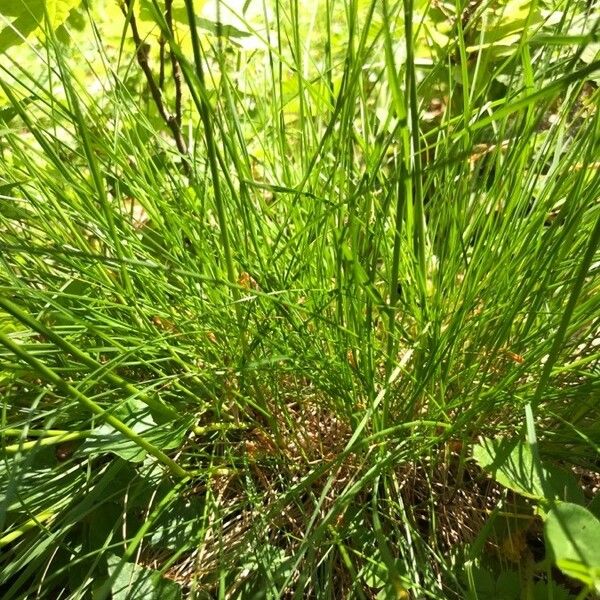 Festuca heterophylla Лист