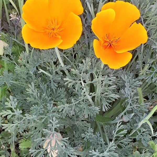 Eschscholzia californica Habitus