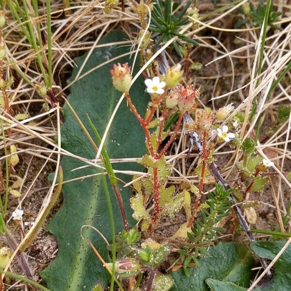 Saxifraga tridactylites Costuma