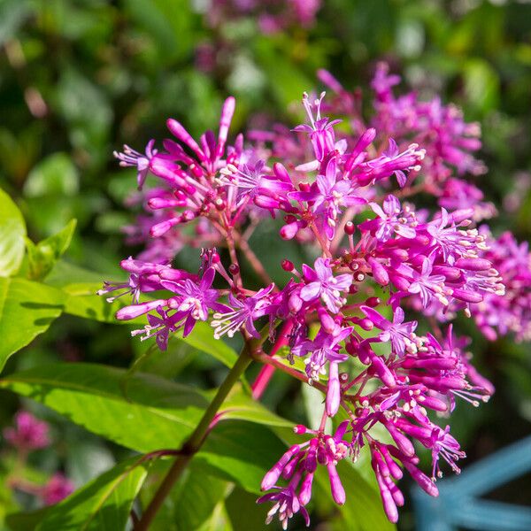 Fuchsia paniculata Blomma