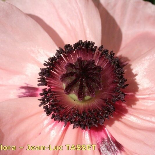 Papaver bracteatum Flower