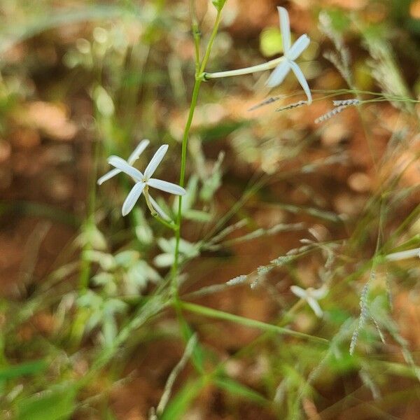 Kohautia caespitosa Flower