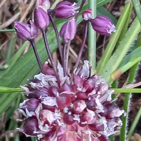 Allium scorodoprasum Flower