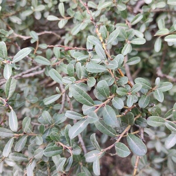 Salix glauca Blatt