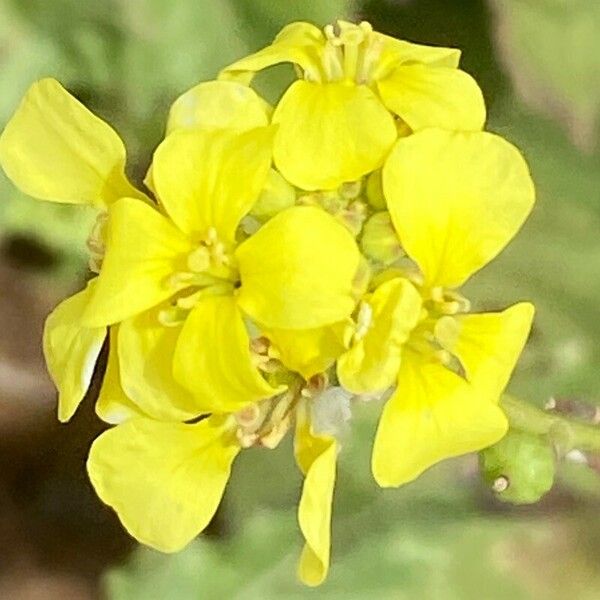 Rapistrum rugosum Blomst