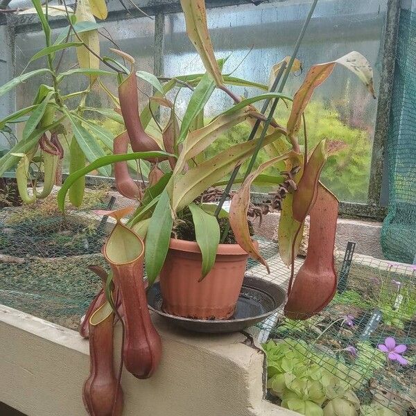 Nepenthes mirabilis Іншае