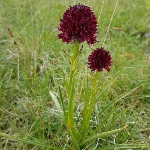 Gymnadenia nigra Bloem