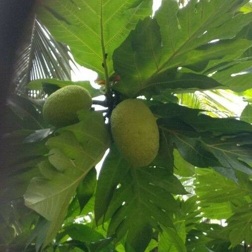 Artocarpus altilis Frutto