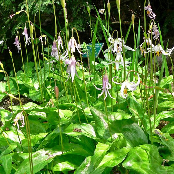 Erythronium revolutum موطن