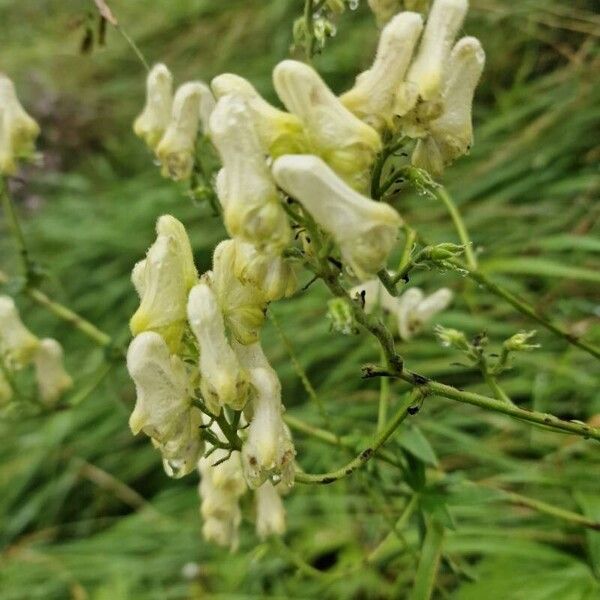 Aconitum lycoctonum Цветок