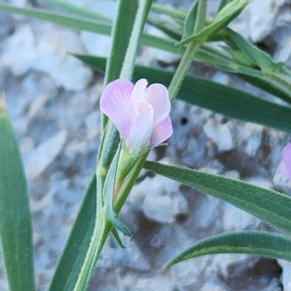 Lathyrus hirsutus 花