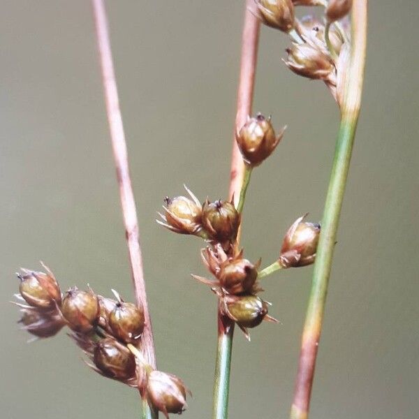 Juncus filiformis ഫലം