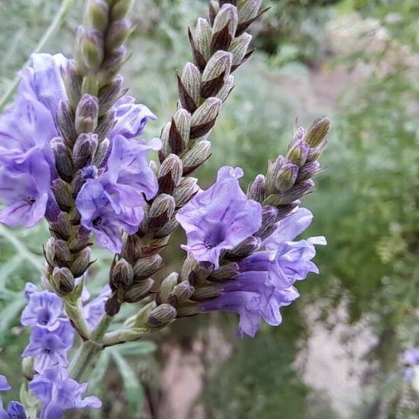 Lavandula multifida Kukka