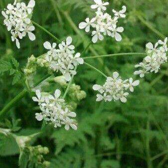 Conium maculatum Flower