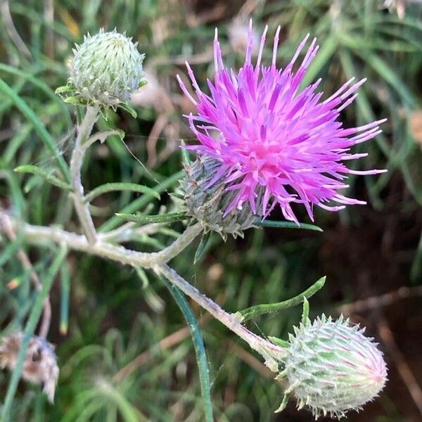 Ptilostemon chamaepeuce Blodyn