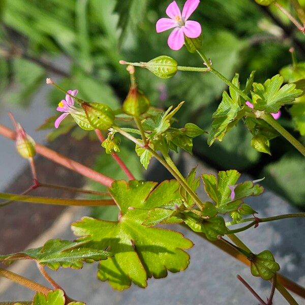 Geranium lucidum Habit