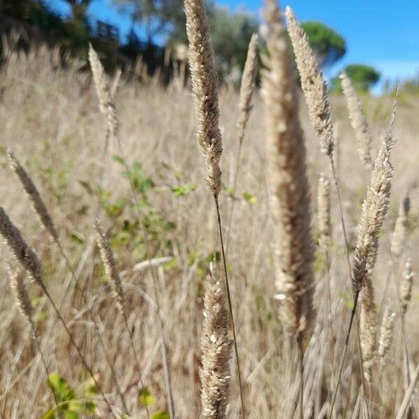 Phalaris aquatica Blüte