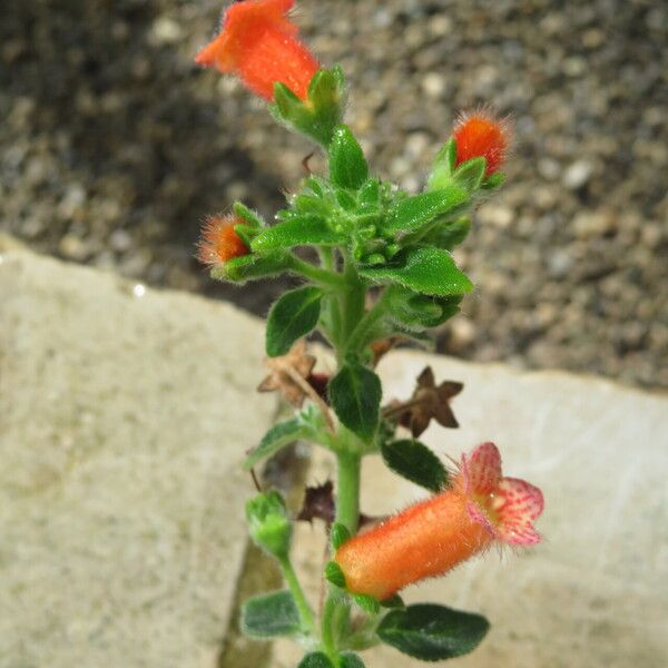 Kohleria spicata Кветка