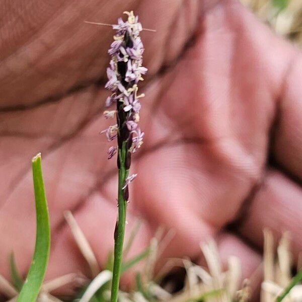 Zoysia japonica फूल